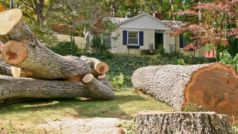 efficient tree removal solutions