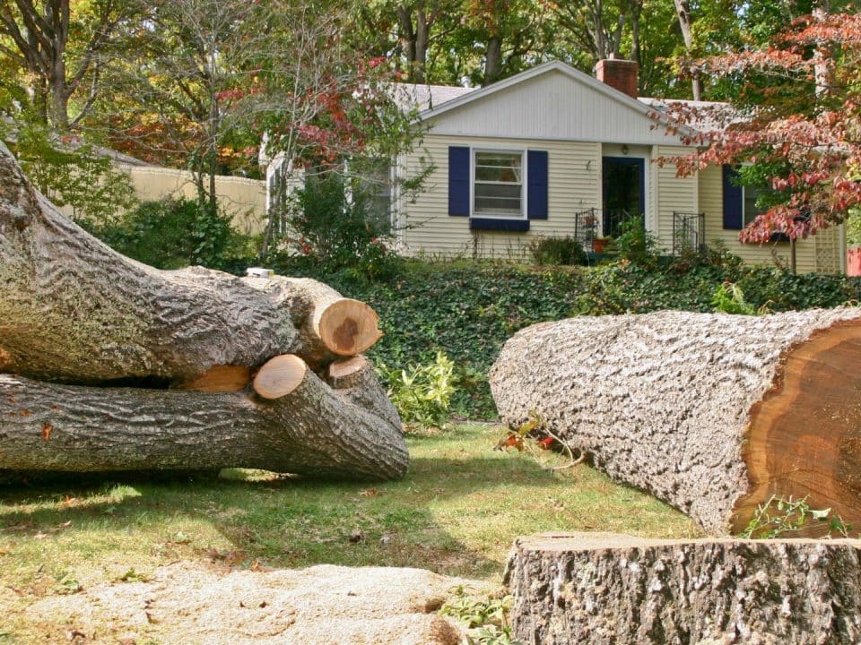 efficient tree removal solutions