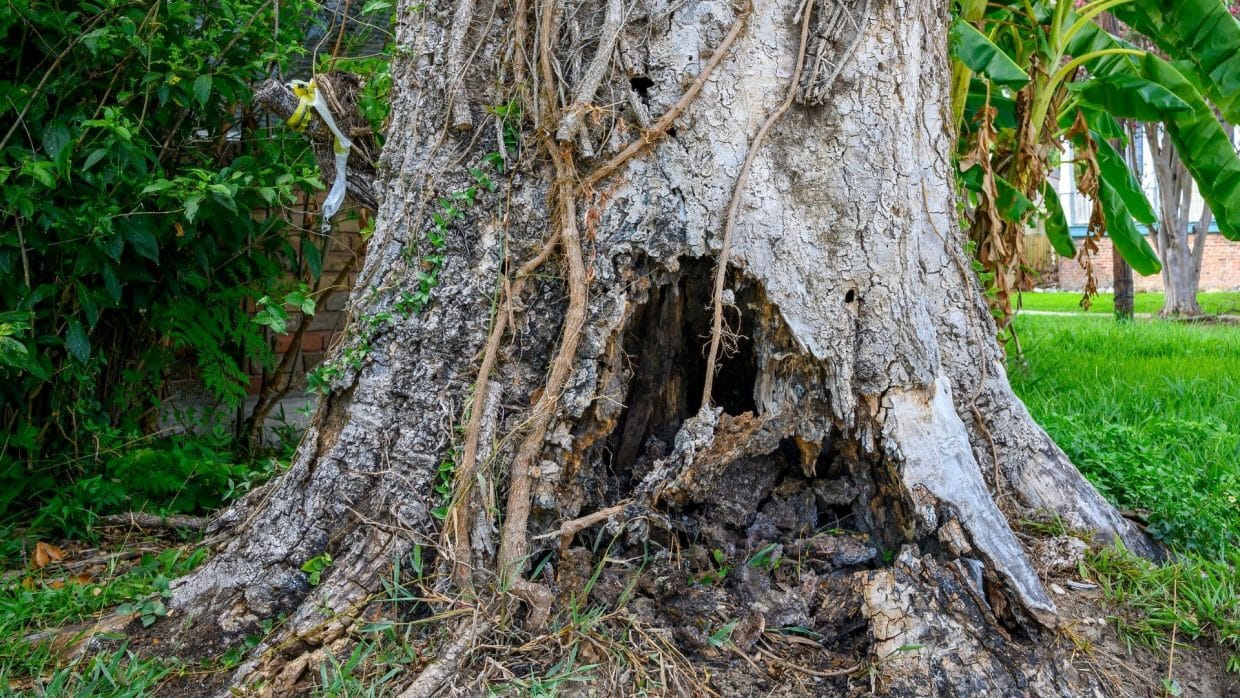 reliable tree care