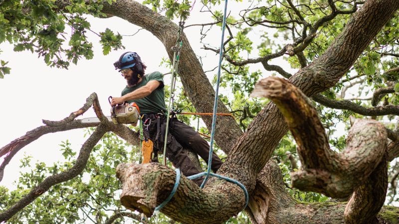 Marquis Tree Service - Emergency Tree Removal