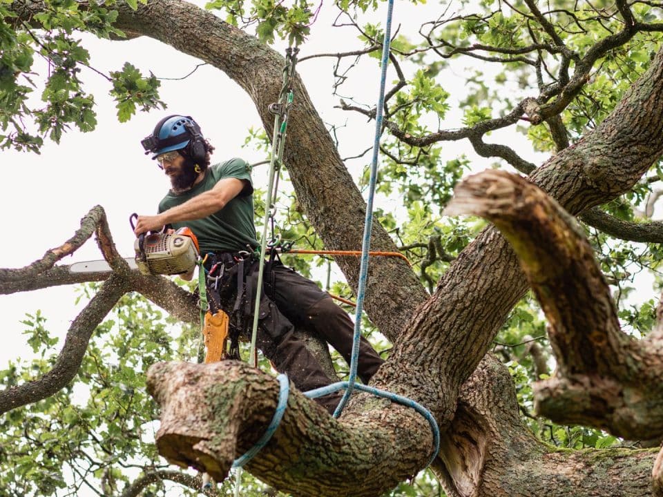 Marquis Tree Service - Emergency Tree Removal