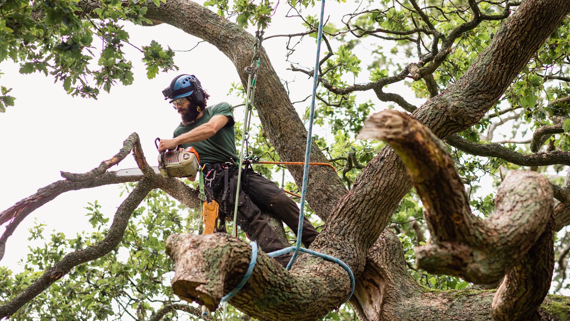 Emergency Tree Removal Services | Marquis Tree Service
