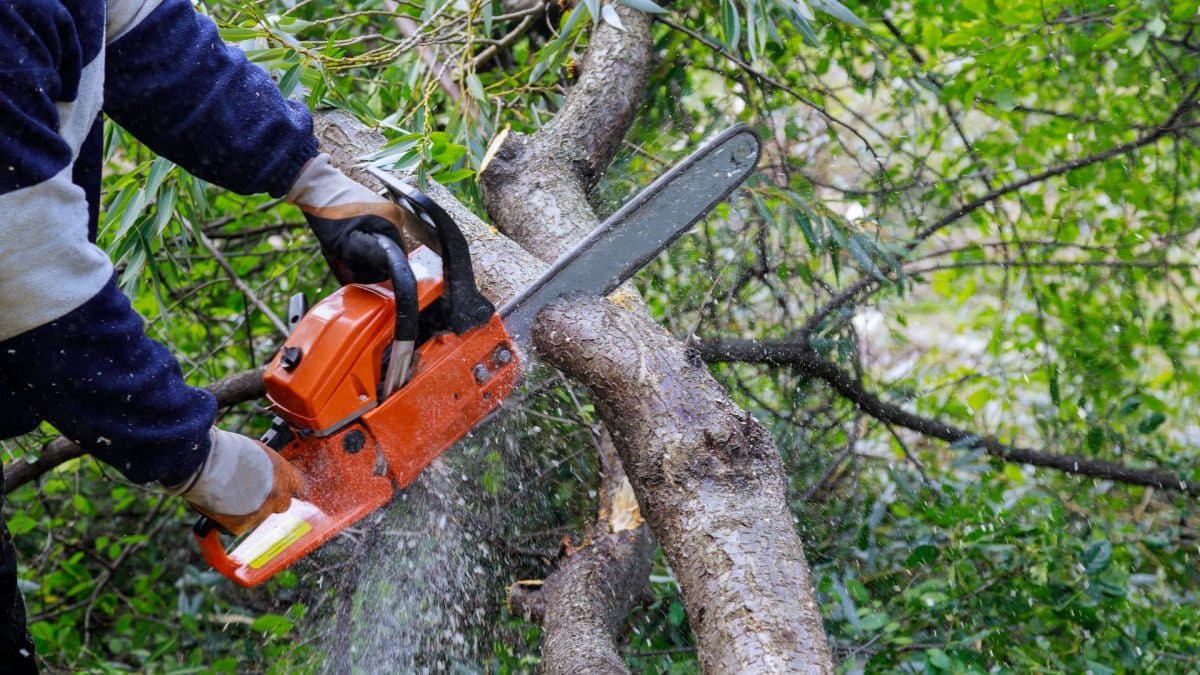 Marquis Tree Service - Emergency Tree Trimming