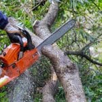 Marquis Tree Service - Emergency Tree Trimming