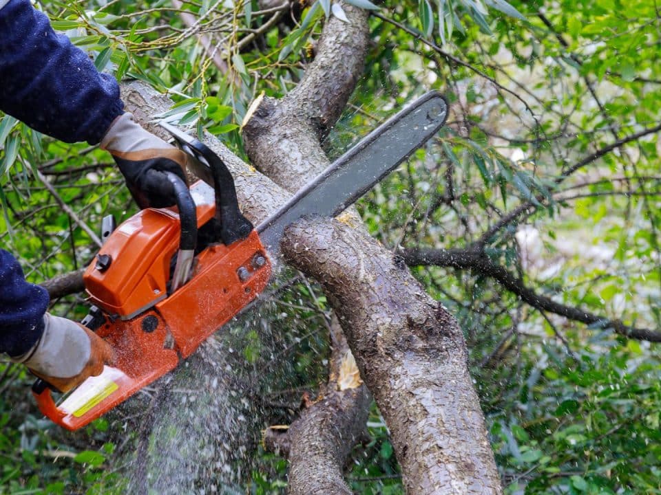 Marquis Tree Service - Emergency Tree Trimming