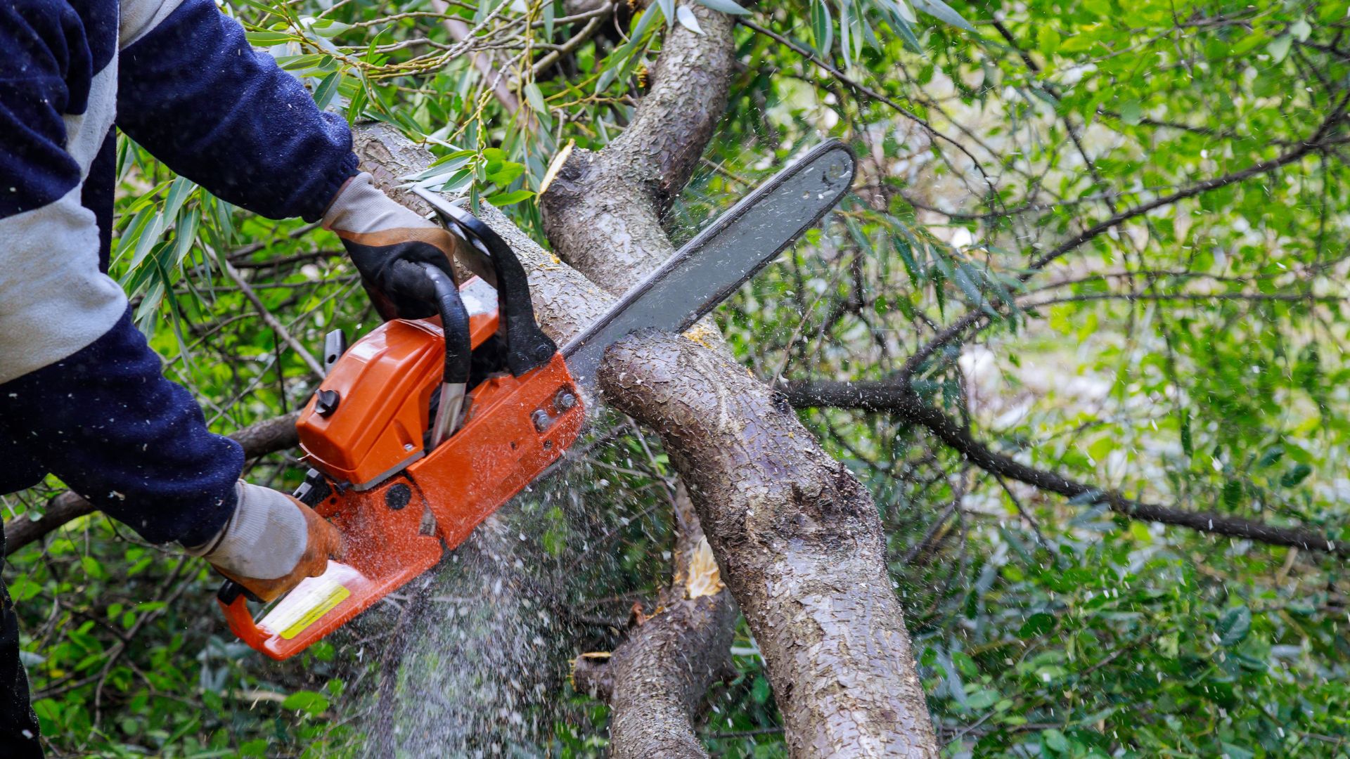 Not a cat-in-a-tree rescue... just another emergency tree job. This one ...
