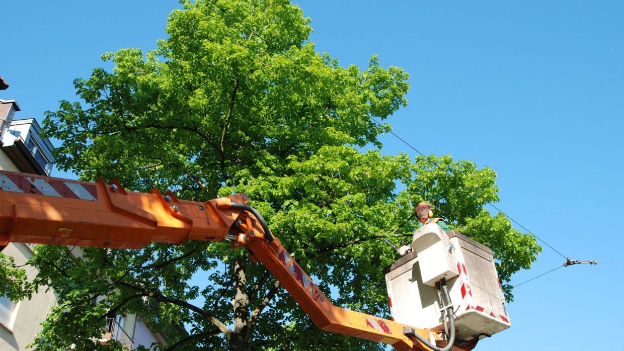 Marquis Tree Service - Emergency Tree Trimming