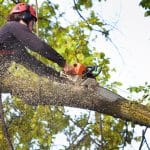 Marquis Tree Service - Licensed Tree Removal Service 2.