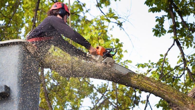 Marquis Tree Service - Licensed Tree Removal Service 2.