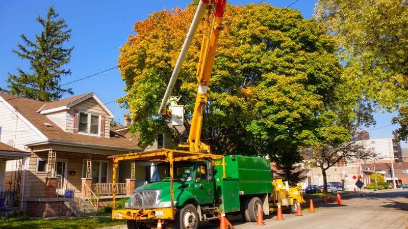 Marquis Tree Service - tree removal companies near