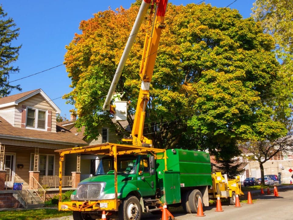 Marquis Tree Service - tree removal companies near