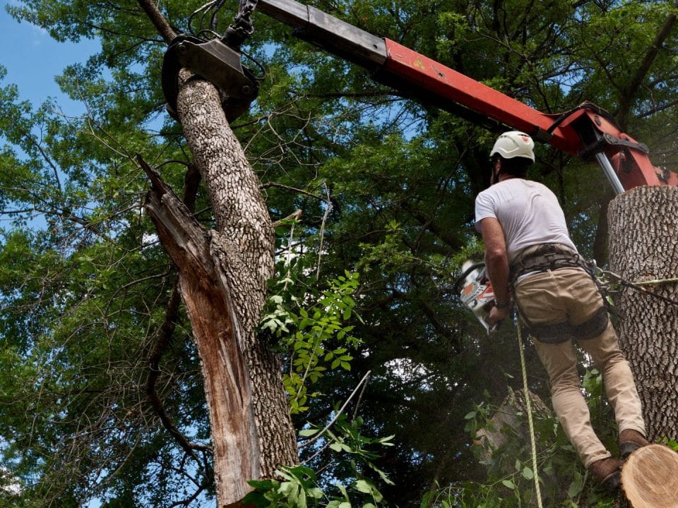 Marquis Tree Service - Crane Assisted Tree Service