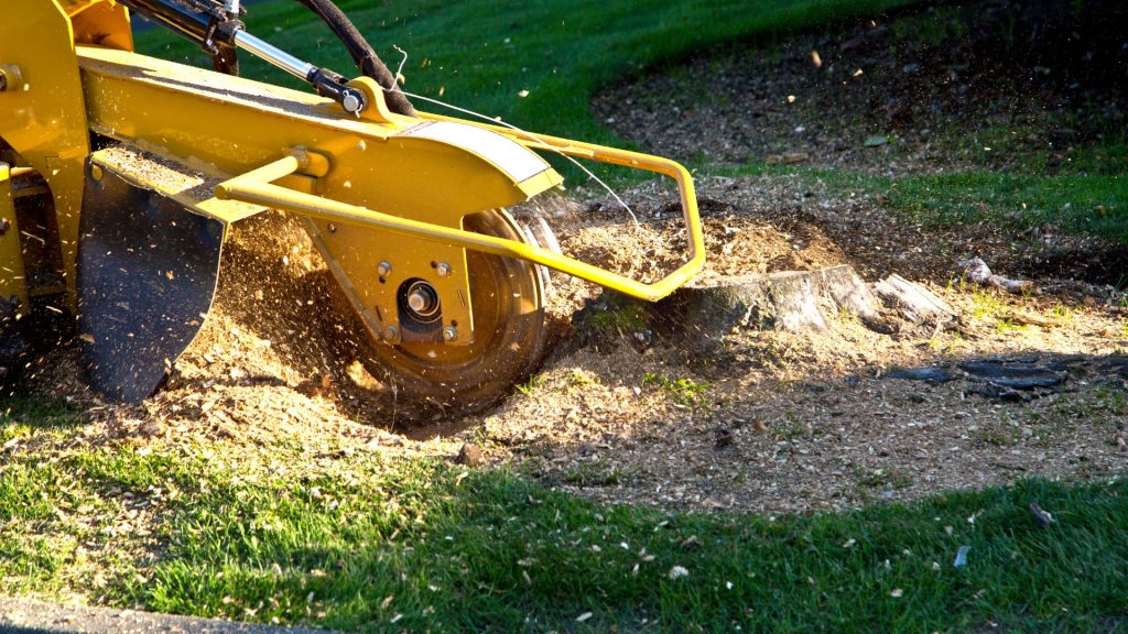 Grinding tree stump to prevent regrowth and prepare for new landscaping in Massachusetts