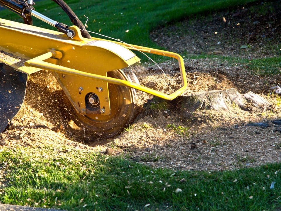 Marquis Tree Service - Stump Grinding vs Removal