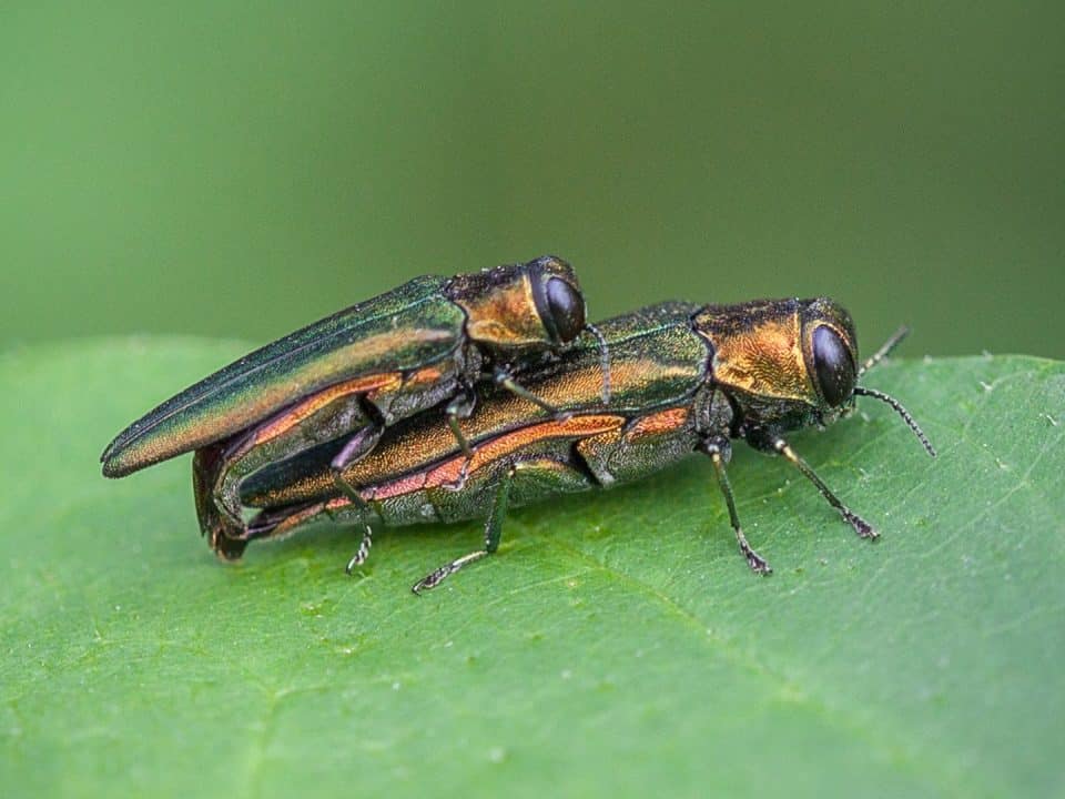 Marquis Tree - Common Tree Pests