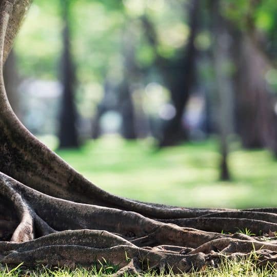 Marquis Tree Service - Deep Root Fertilization