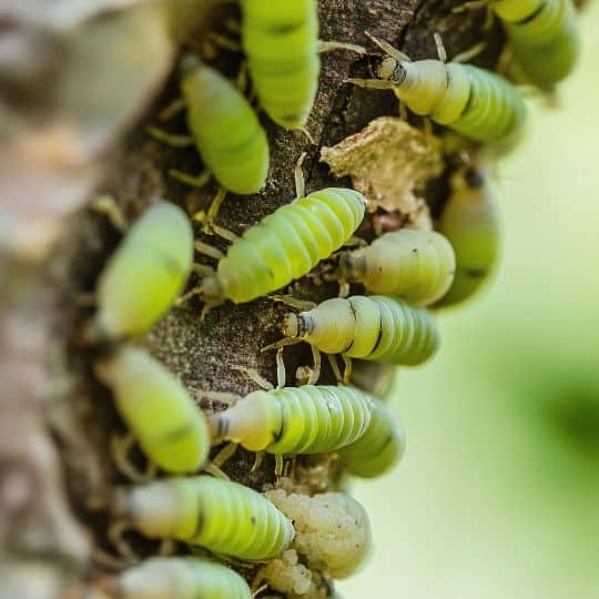 Marquis Tree Service - Emerald Ash Borer