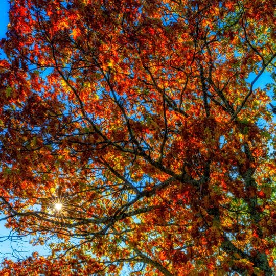 Marquis Tree Service - Lush Trees Come From Deep Root Fertilization