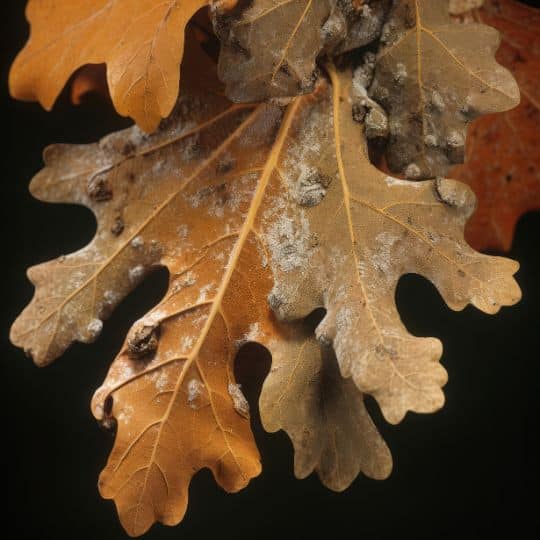 Marquis Tree Service - Oak Wilt Disease