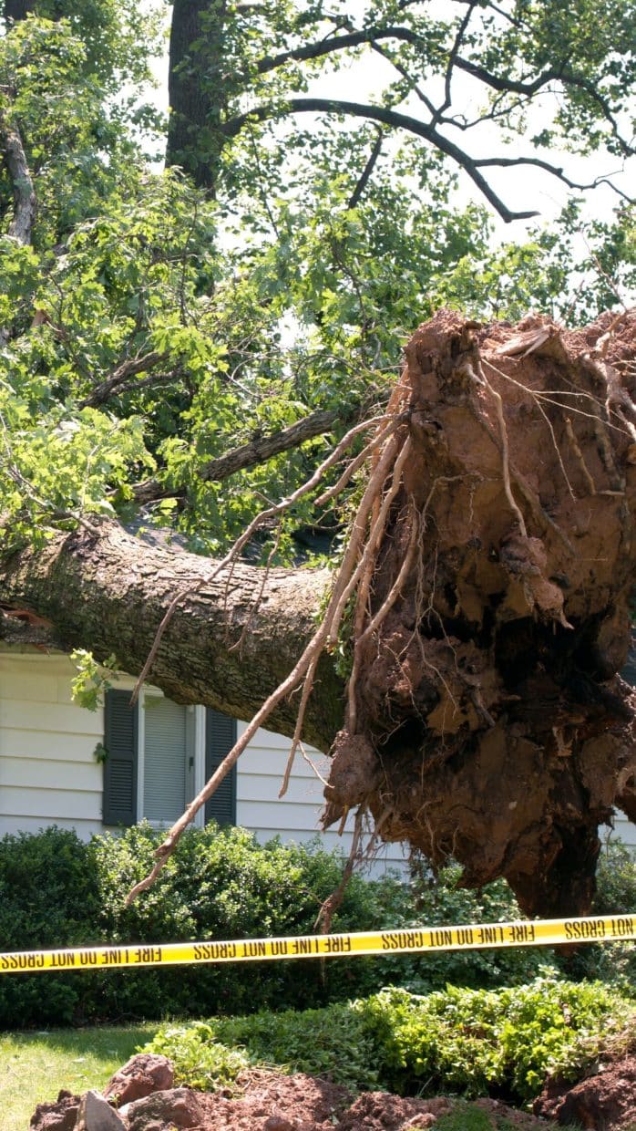 Marquis Tree Service - Emergency Tree Service 2