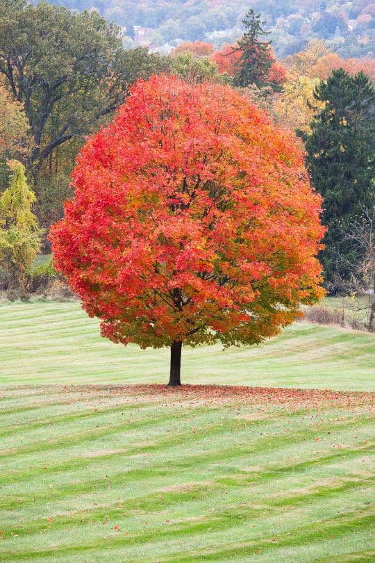 Marquis Tree Service - Plant Growth Regulator 1