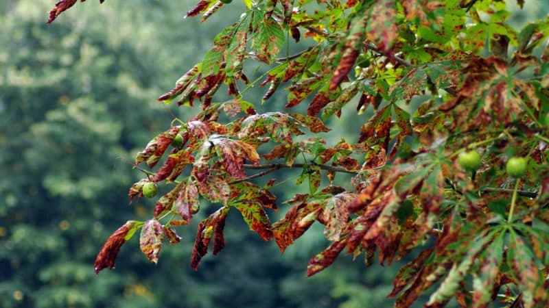 Marquis Tree Service - Spot A Sick Tree 1