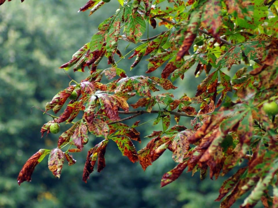 Marquis Tree Service - Spot A Sick Tree 1