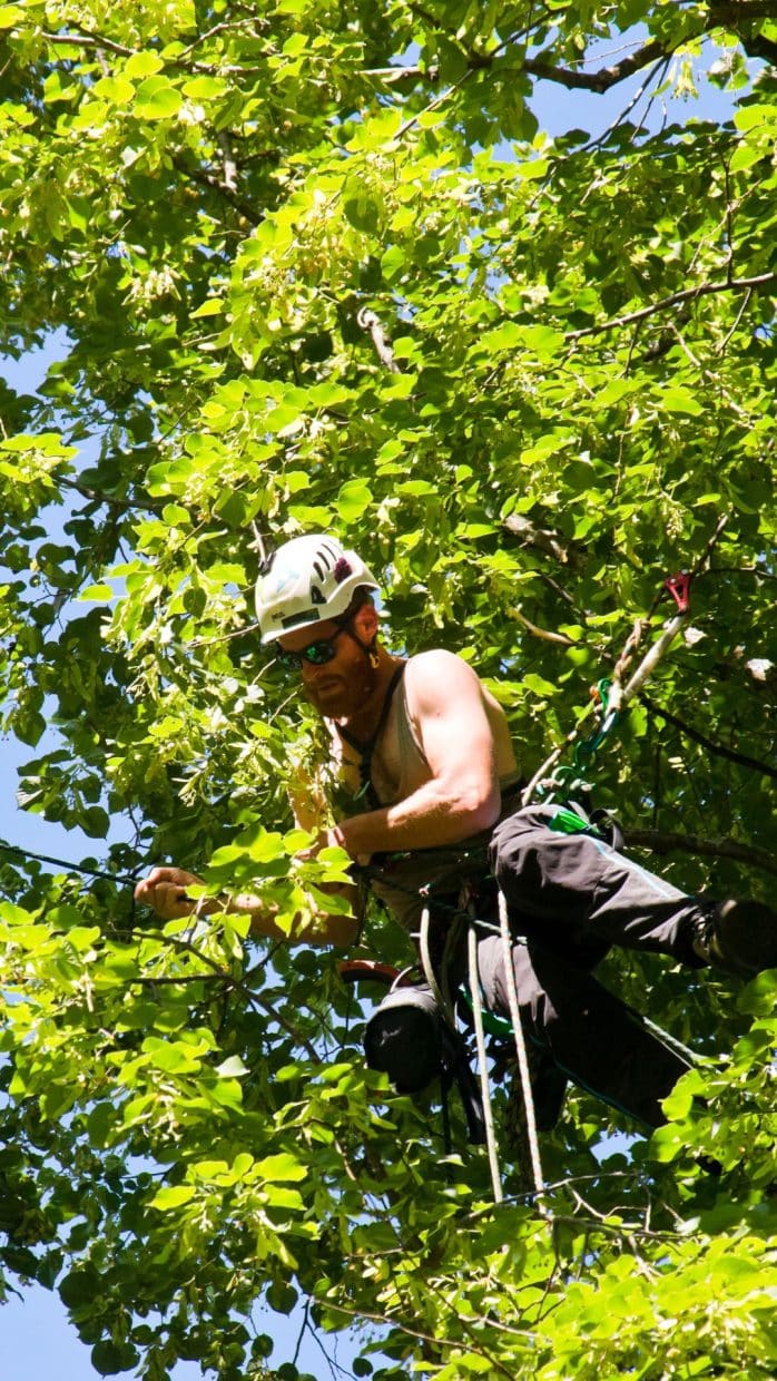 Marquis Tree Service - Tree Removal Services 1