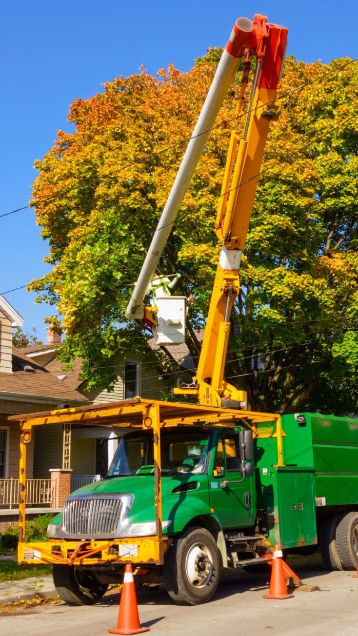 Marquis Tree Service - Tree Removal Services 2