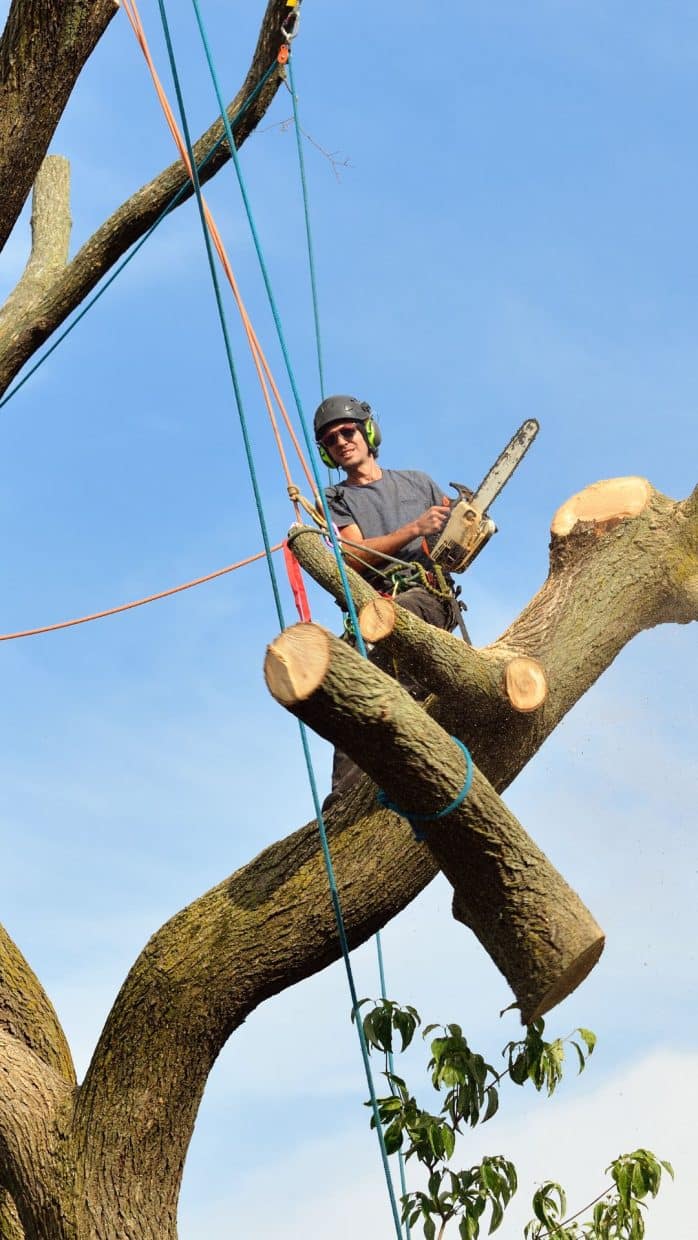 Marquis Tree Service - Tree Removal Services 4