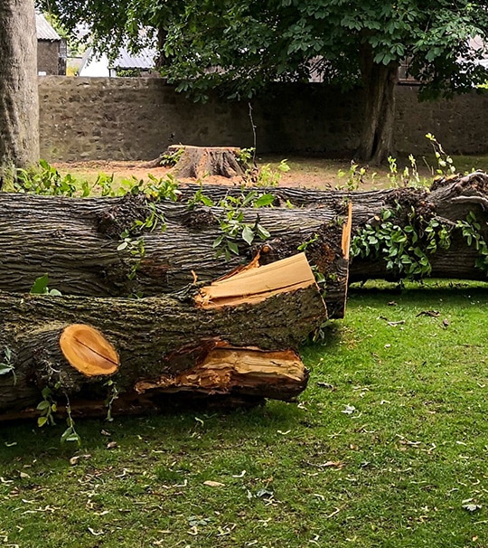 Marquis Tree Service - Tree Removal Services 5 Copy 2