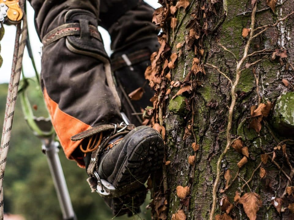Marquis Tree Service - Delaying Tree Removal