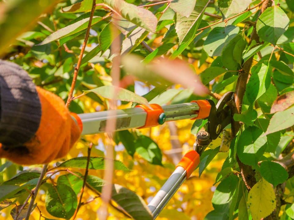 Marquis Tree Service - Summer Tree Care Tips