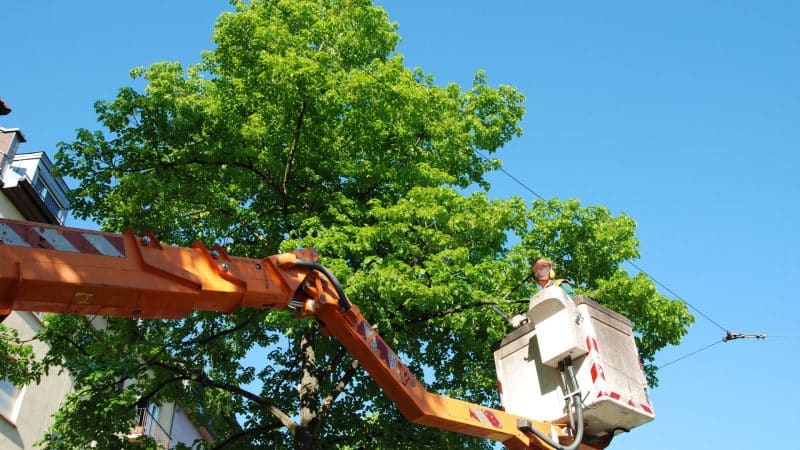 Marquis Tree Service - Tree Trimming For Safety 1