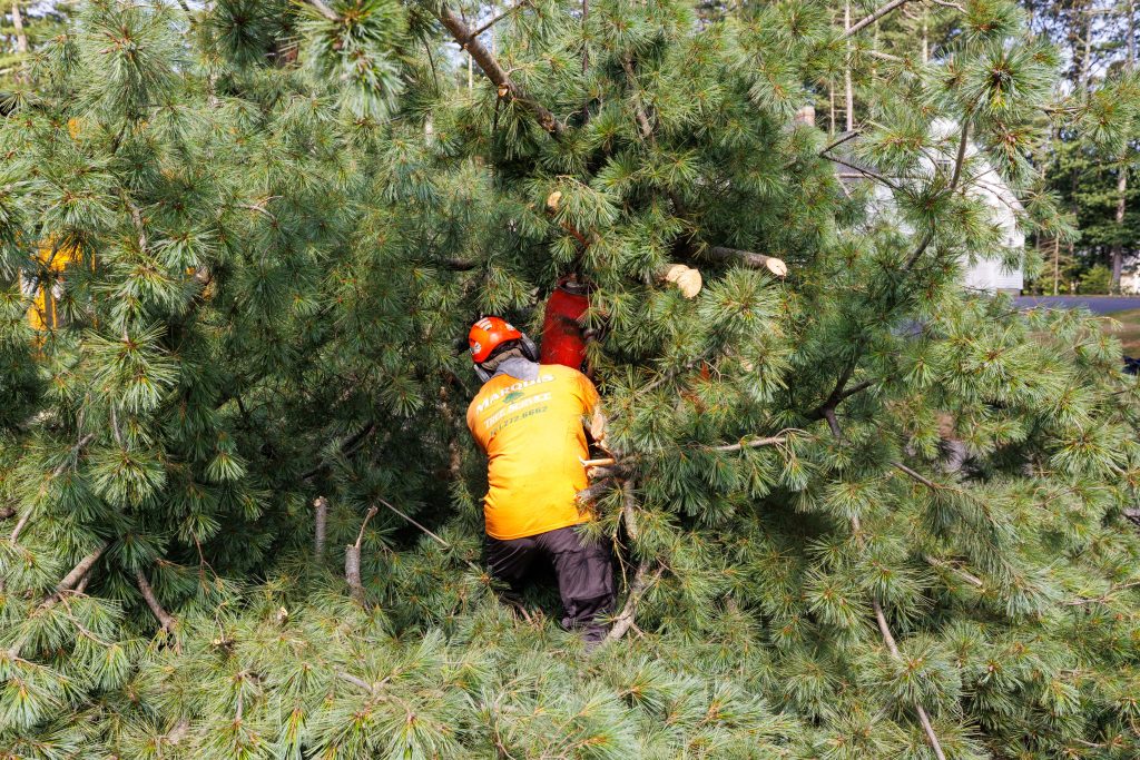 Team crew removing tree pieces from the road