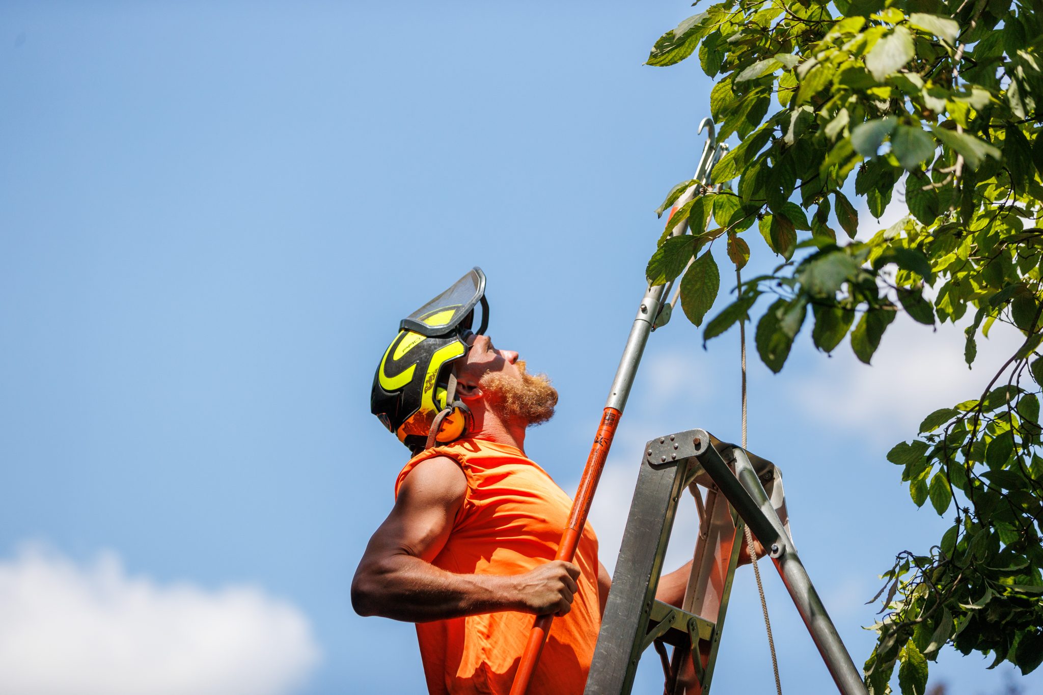 Tree Pruning in Chestnut Hill | Marquis Tree Service