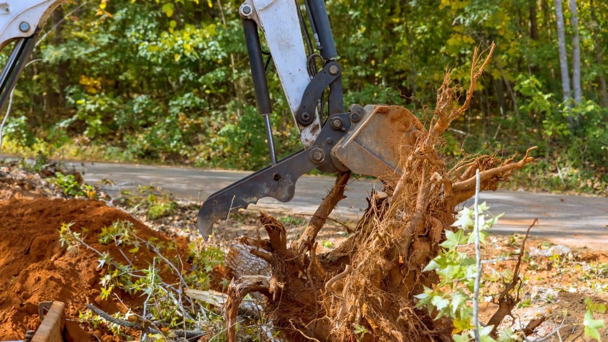 Professional Land Clearing | Marquis Tree Service