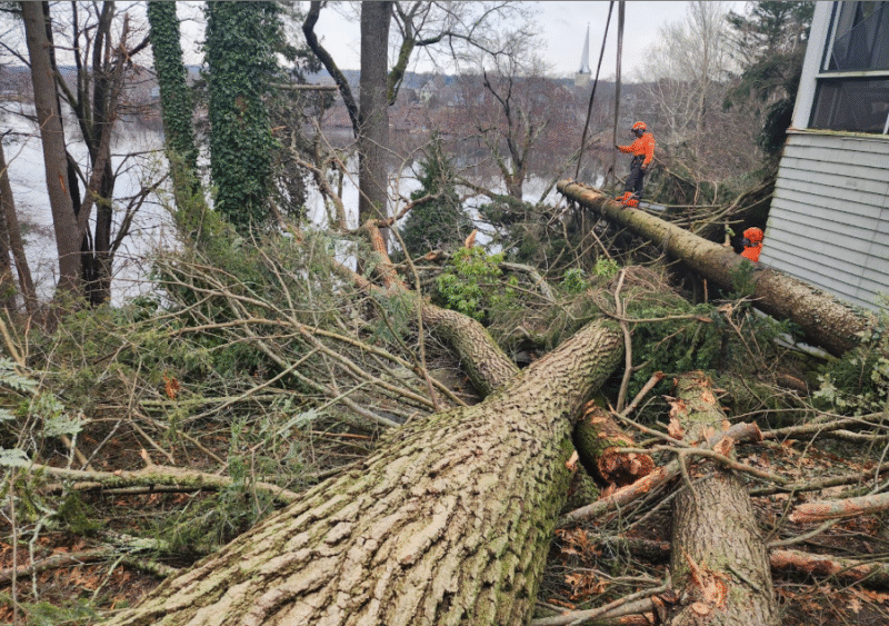 Marquis Tree Service - Storm Readiness