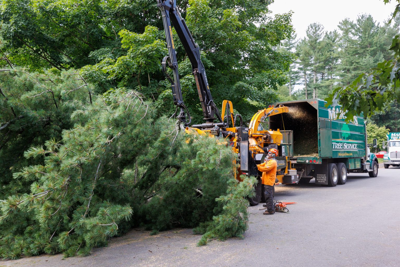 Tree Services in Concord MA | Marquis Tree Service