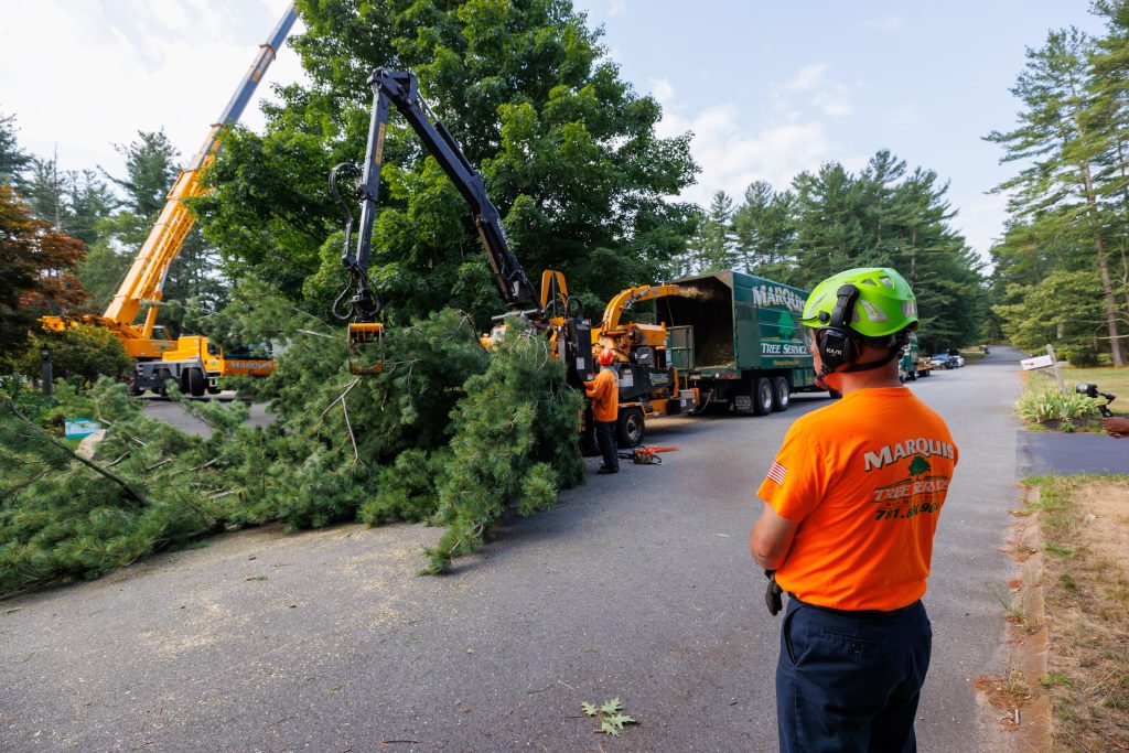 Team members removing tree pieces out of the way