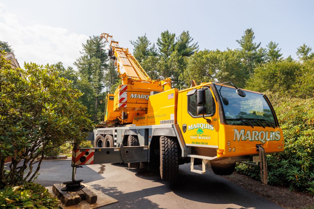 Company crane used for tree removal