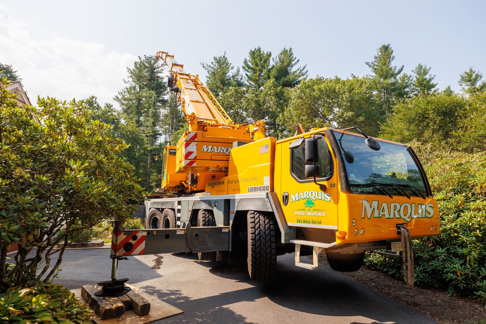 Tree Services in Watertown MA | Marquis Tree Service