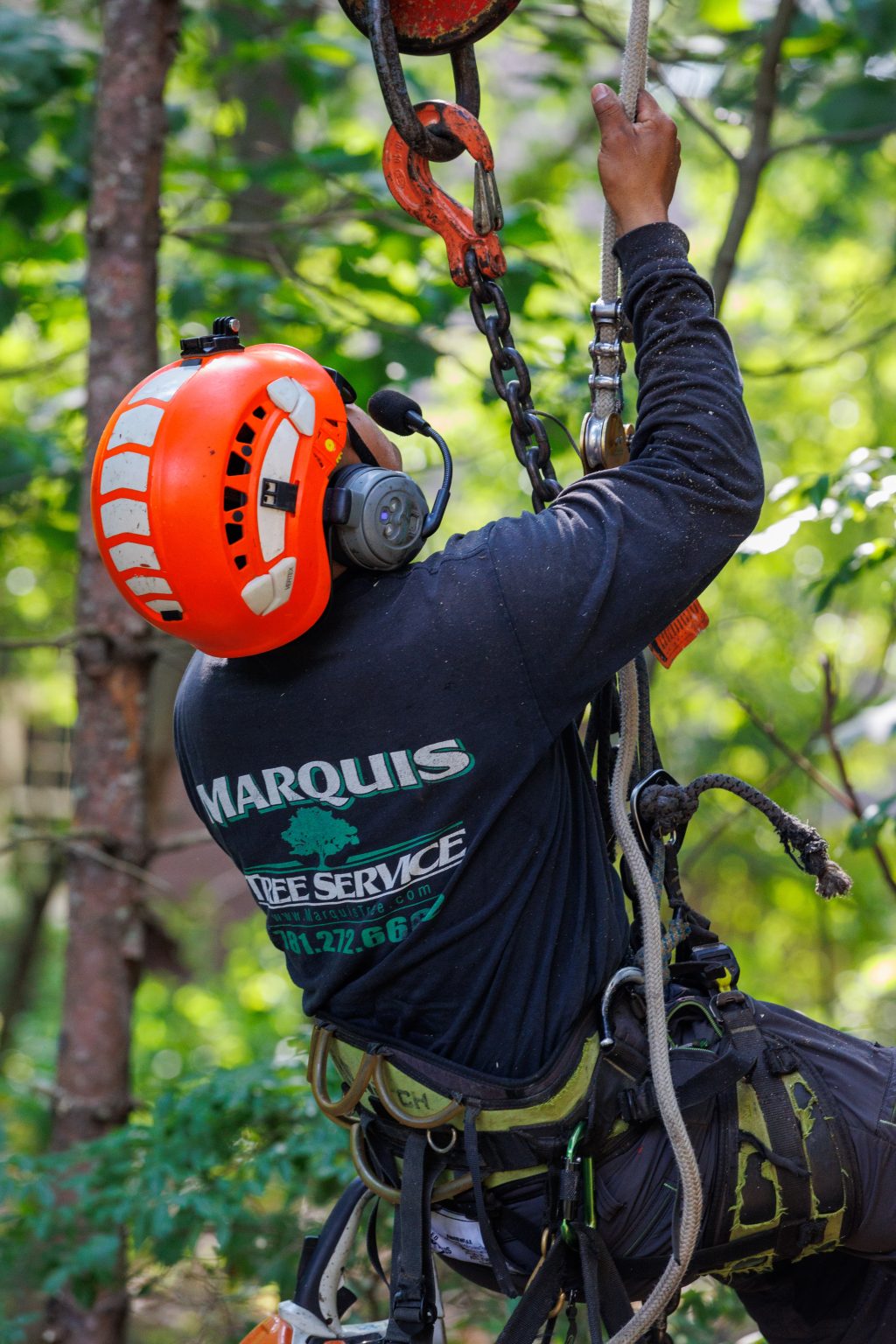 Tree Services in Arlington MA | Marquis Tree Service