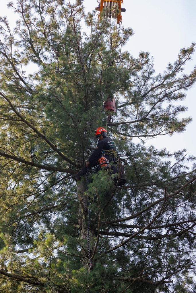 Team crew using proper equipment to trim tree