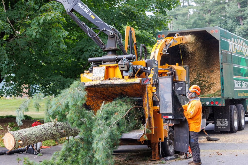 Team members using equipment for tree removal