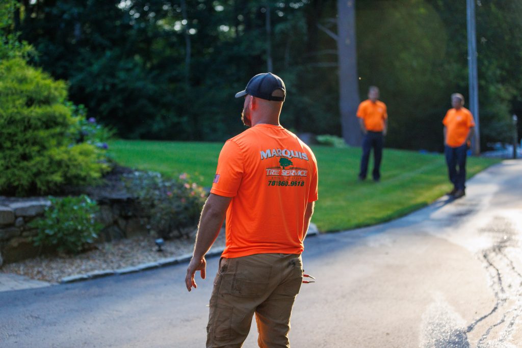 Team crew inspecting area for tree service