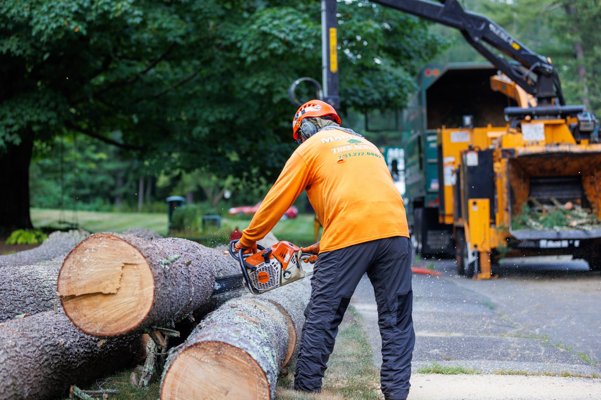 Tree Services in Brookline MA | Marquis Tree Service