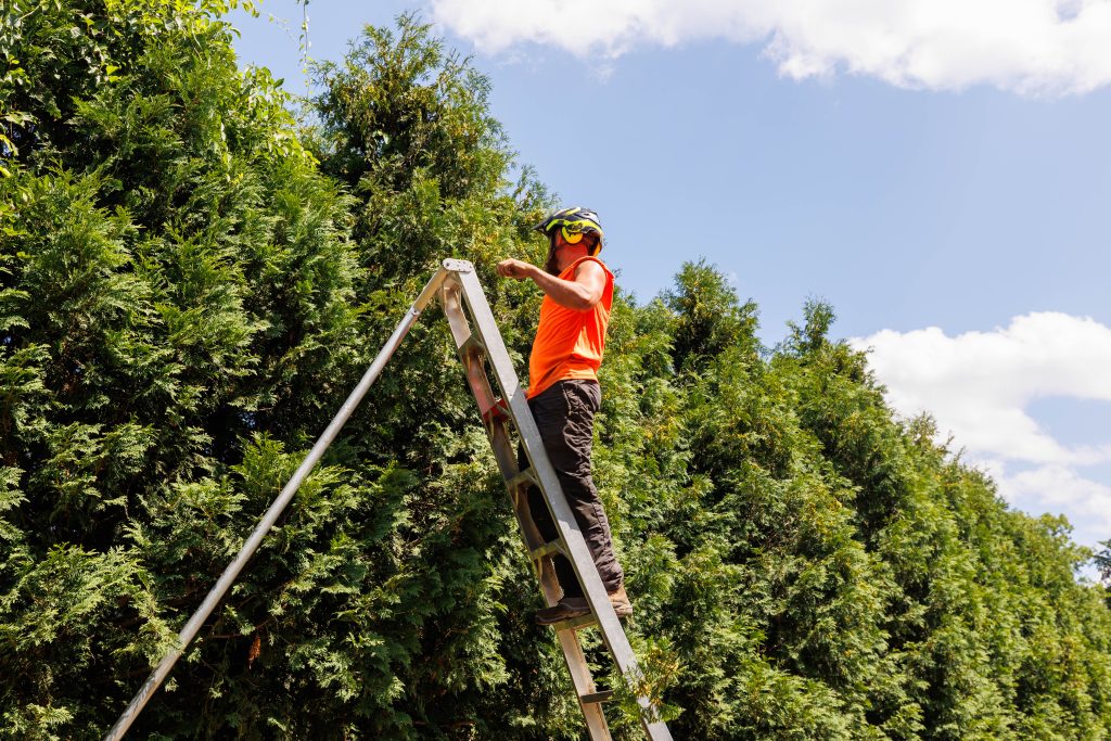 Team member on a ladder while pruning a tree