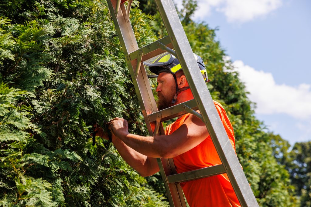 Team member pruning tree leaves