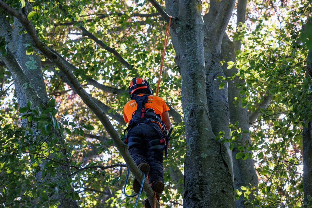 Team member on a tree with gear and ropes